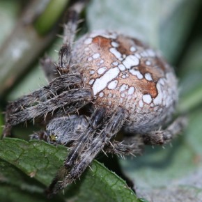 Une femelle avec un abdomen de 13 mm de diamètre à la ferme de Vizy chez David à Férolles. Le 29 septembre 2012. Peut-être sur le point de pondre?
