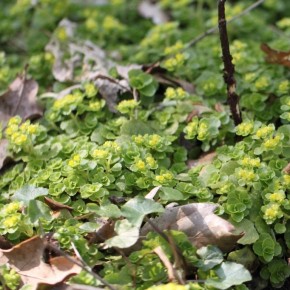 La Dorine à feuilles opposées recouvre le tapis de feuilles en poussant  au mois de mars.