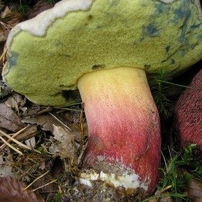 Le Bolet à beau pied mérite bien son nom, ses couleurs vives font de lui un champignon très photographié.
