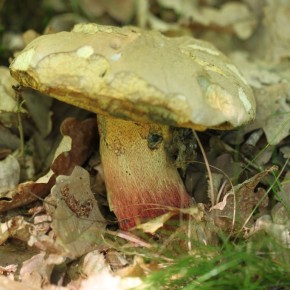 Boletus calopus est un champignon que je rencontre de mai à octobre en forêt d'Orléans mais jamais en grand nombre à la fois. Ici le 26 mai 2012.