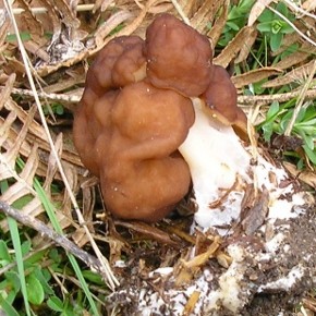 Gyromitra esculenta (Persoon) Fries 1849 – Le Gyromitre comestible