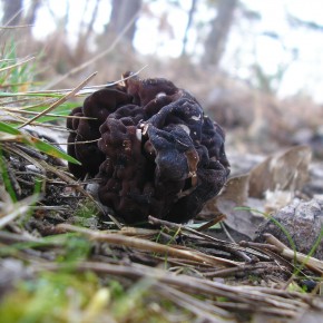 Le Gyromitre comestible prend des teintes très foncées parfois.