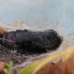 La chenille d'Arctia villica tisse un cocon souvent à terre dans les      feuilles mortes pour se préparer à la nymphose.