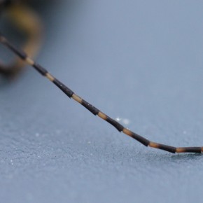Les antennes aux articles annelés noir et jaune, carastéristiques de l'espèce Rutpela maculata.