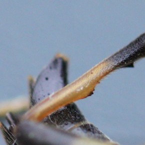 Le tibia postérieur est échancré et denticulé chez le mâle de la Lepture tachetée.