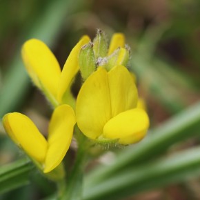 Les fleurs de Genista sagittalis apparaissent de mai à juillet, mais ne s'ouvrent pas toujours entièrement.