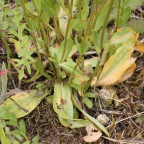 Les feuilles basales sont en rosette, ici les plantes sont serrées, ce qui gène la vue. Une seule Erythrée petite-centaurée par tige.