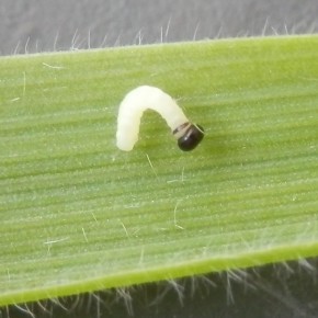Jeune chenille d'un jour sur une feuille de plantain. 2 mm de longueur,j'ai pu les voir car j'ai observé une femelle pondre quelques jours plus tôt. Le 9 juillet 2015.