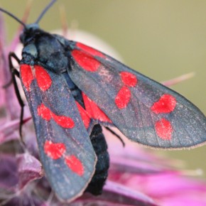 La présence d'une ceinture rouge sur l'abdomen est un caractère déterminant chez les Zygènes, elle est absente chez Zygaena filipendulae.