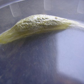 Le cocon de Zygaena filipendulae est parcheminé et fixé à une tige de la plante hôte. Ici cocon d'élevage pour vérifier l'identité de la chenille.