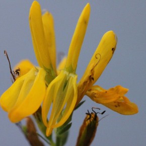Les fleurs de Genista tinctoria ont l'étendard égal à la carène, celle-ci est caractéristique de l'espèce.