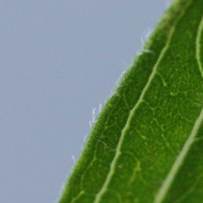 Les feuilles du Genêt des teinturiers sont entières, linéaires, alternes et caduques. Elles sont de plus ciliées sur les bords.