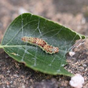 La chenille de Drepana curvatula trouvée sur une feuille de bouleau le huit juillet. Elle tend des fils de soie pour s'assurer une protection.