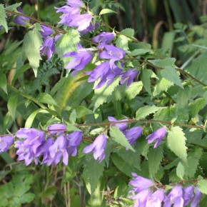 La Campanule gantelée pousse en petites colonies, pour fleurir un sous-bois, apporter une touche fleurie estivale.