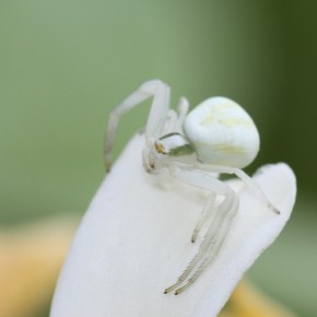 Une femelle, sur un pétale de chèvrefeuille, on aperçoit encore des traces jaunes sur l'abdomen, preuve d'un changement de couleur récent.