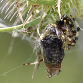 Une femelle d'Araneus marmoreus entoure de soie sa proie pour un futur festin.