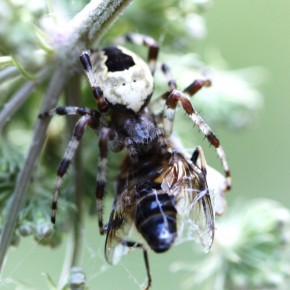 Araneus marmoreus vient de capturer une abeille et l'emmène dans sa retraite.