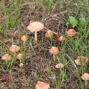 Une belle pousse de Marasmius oreades sur une prairie rase. Sur la droite de la photo se cache dans l'herbe des Clitocybe dealbata : méfiance et prudence s'imposent.