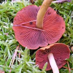 Les lames des jeunes exemplaires sont rouge-sang. Le reste du champignon est brun-olivâtre d'où son nom spécifique.