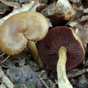 Deux exemplaires de Cortinarius semisanguineus sur les terrains acides du Massif de Lorris en forêt d'Orléans.