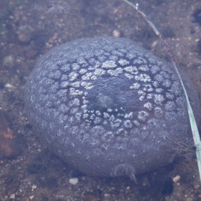 Le zoarium, masse transparente appelée flottobaste, contient des milliers d'individus.