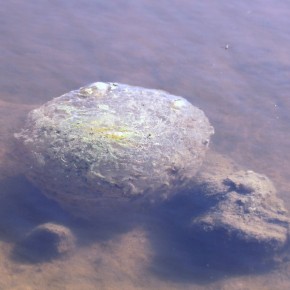 Un zoarium de 15 cm de diamètre. Cette colonie de Bryozoaires magnifiques est attachée à une pierre.