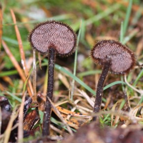 La marge du chapeau et le pied de Auriscalpium vulgare sont aussi très hirsutes. Le pied est grêle, brun sombre.