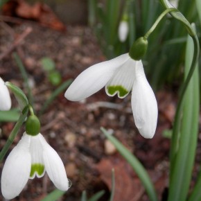 Les fleurs de Galanthus nivalis sont composées de six tépales. Trois extérieurs longs et blancs et trois intérieurs plus courts bordés de vert.