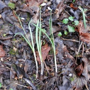 Galanthus nivalis ne dépasse pas les vingt cinq centimètres de longueur dans sa totalité. Un bulbe qui se repose en terre pendant l'été, une tige florale cylindrique, deux feuilles vert-gris  et une fleur solitaire.