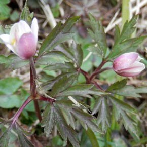 L'extérieur de la fleur est souvent rosé ou bleuté, l'intérieur est blanc sauf de rare exception.