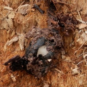 Le sclérote de Dumontinia tuberosa a une peau noire, l'intérieur est blanc.