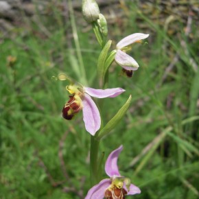 L'inflorescence de l'Ophrys abeille est lâche, de cinq à quinze fleurs.