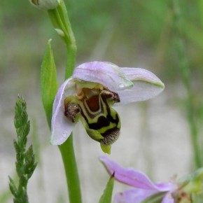 Ophrys abeille sous la pluie, les sépales semblent servir de parapluie au labelle.