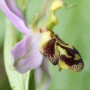 Le labelle d'Ophrys apifera ressemble à l'abdomen des abeilles du genre Eucera.