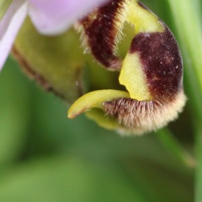 L'appendice du labelle tourné vers l'arrière, caractéristique d'O. apifera, tourné vers l'avant chez O.fuciflora, l'Ophrys frelon.