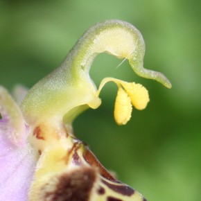 Les pollinies contiennent le pollen pour la fécondation. Elles sont abritées par le ginostème.