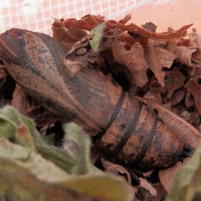 Une vue ventrale de la chrysalide, dans une litière de feuilles où seulement quelques fils de soie servaient de cocon.