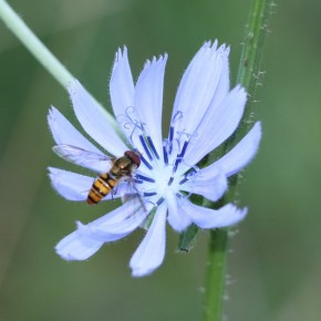 Les inflorescences sont des grands capitules formés de fleurs ligulées bleu clair.