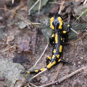 Le 21 septembre 2013, une jeune dans le massif d'Ingrannes. Six centimètres de long, la Salamandre mue une seule fois. Vu la taille et la date, celle-ci n'est pas loin de devenir adulte.