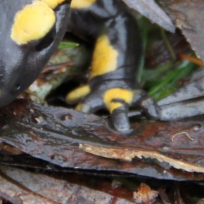 La Salamandre possède quatre doigts sur les pattes avant.