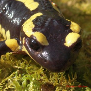 Les yeux sont en saillie, les pupilles sont rondes. La Salamandre n'est pas agressive, mais il ne faut pas la toucher.