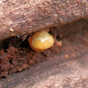 Très jeune champignon dans une fente, la couleur est celle du futur pied.