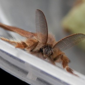 Essentielles pour la reproduction de l'espèce, les antennes du mâle sont de véritables radars, capables de capter les phéromones émises par les femelles.