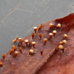 Les sporocarpes de Craterium minutum ne dépassent pas 1,5 mm de hauteur et sont formés d'un pied court et d'un sporocyste en forme de vase.