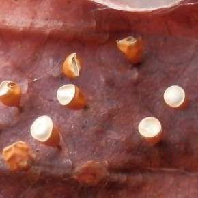 L'opercule (couvercle) blanc, plat ou légèrement convexe est posé sur les bords de la sporocyste. Il reste entier après l'ouverture, c'est une déhiscence circumscissile.