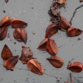 Voici les faînes de hêtre, enfermées dans les cupules, elles sont les graines de l'arbre. Xylaria carpophila n'est jamais greffée dessus.