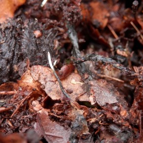 La Xylaire des faînes dans son biotope, certains exemplaires dépassent la litière des feuilles de hêtre.