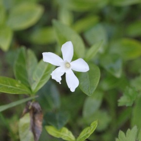 Au centre du massif de Lorris, dans une lisière fraîche, des fleurs blanches apparaissent chaque année.