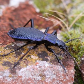 Carabus (Chaetocarabus) intricatus (Linné 1761) - Le Carabe embrouillé