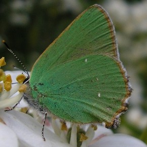 Callophrys rubi (Linné 1758) – L’Argus vert